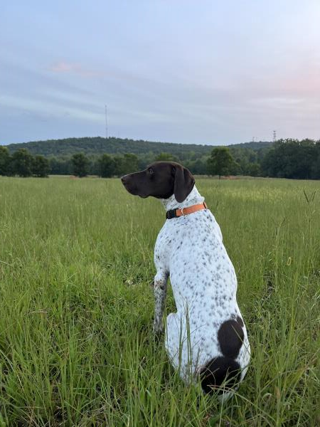 /Images/uploads/Southeast German Shorthaired Pointer Rescue/segspcalendarcontest/entries/31179thumb.jpg